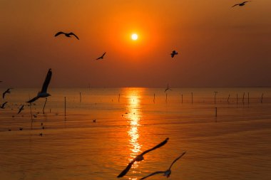 Deniz üzerindeki tropikal bangpoo plajı ile Martı 'nın günbatımı manzarası.