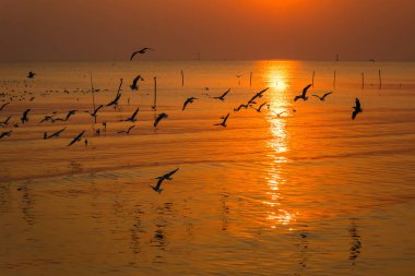 Deniz üzerindeki tropikal bangpoo plajı ile Martı 'nın günbatımı manzarası.