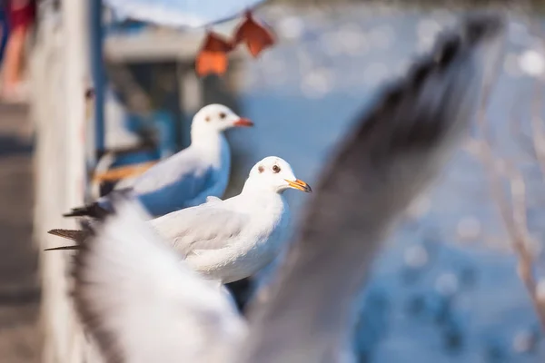 Mås Fiskmås Fåglar Flyg Närbild Vita Fåglar Solnedgången Över Havet — Stockfoto