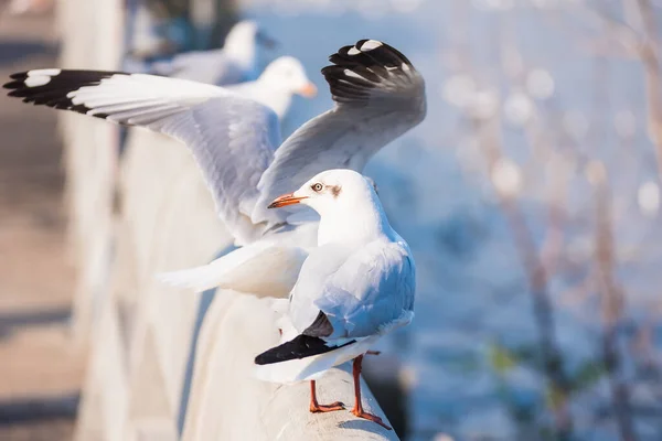 Mås Fiskmås Fåglar Flyg Närbild Vita Fåglar Solnedgången Över Havet — Stockfoto