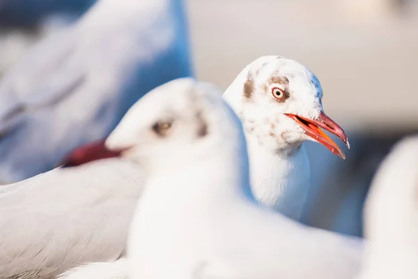 Mouette Mouette Volant Vue Rapprochée Des Oiseaux Blancs Coucher Soleil — Photo