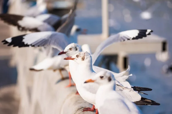 Mås Fiskmås Fåglar Flyg Närbild Vita Fåglar Solnedgången Över Havet — Stockfoto