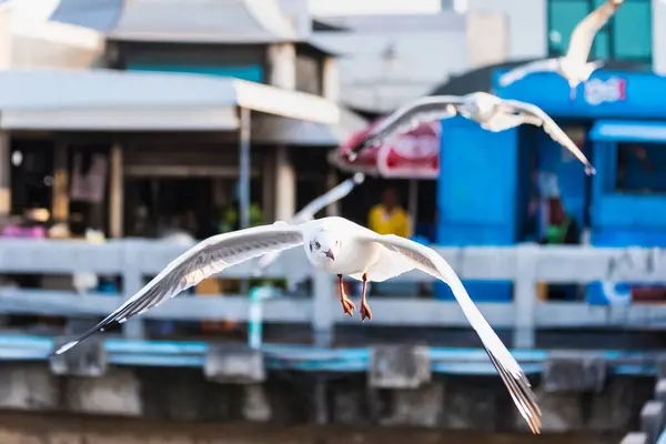 Fiskmåsar Flyger Mot Himlen Bakgrund — Stockfoto