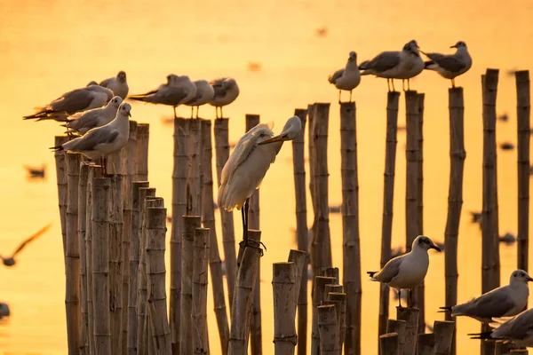 Seagull Perching Bamboo Post Sea Background Sunset — Stock Photo, Image