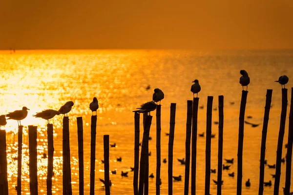 Racek Sedí Bambusovém Sloupu Mořském Pozadí Během Západu Slunce — Stock fotografie