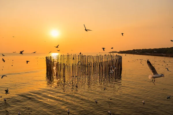 Blurred Group Seagulls Flying Dusk Sunset Sky Wood Fence View — Stock Photo, Image