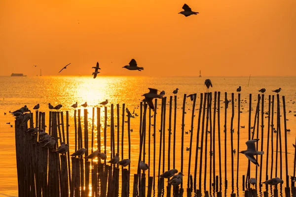 Racek Sedí Bambusovém Sloupu Mořském Pozadí Během Západu Slunce — Stock fotografie