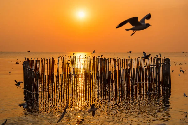 Blurred Group Seagulls Flying Dusk Sunset Sky Wood Fence View — Stock Photo, Image