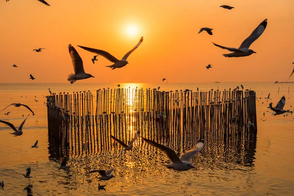 Blurred Group Seagulls Flying Dusk Sunset Sky Wood Fence View — Stock Photo, Image