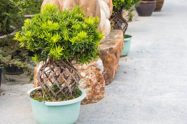 Bonsai Zahradě Thajsko — Stock fotografie