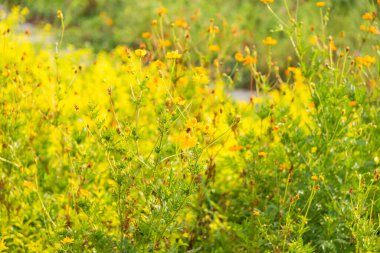 Sarı kozmos tarlalarının muhteşem manzarası, tarım çiftliğinde çiçek açan sarı kozmos çiçekleri, bahar sabahı parlak ve renkli, tropikal ağaçlar arka planda. Seçici odak.