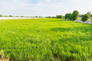 Tayland 'da yeşil pirinç tarlaları