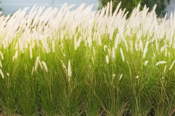 stock image Beautiful nature background with meadow grass field and sunlight.selective focus