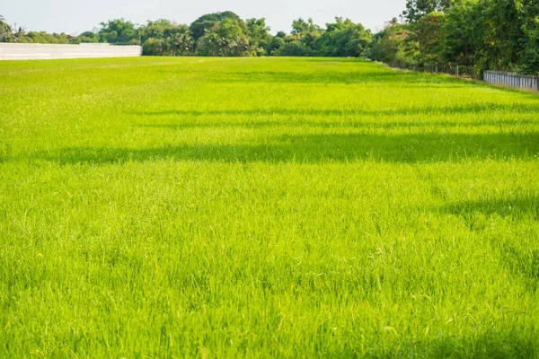 Zelená Rýžová Pole Thajsku — Stock fotografie