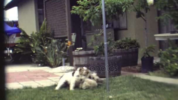 Honden spelen op gras — Stockvideo