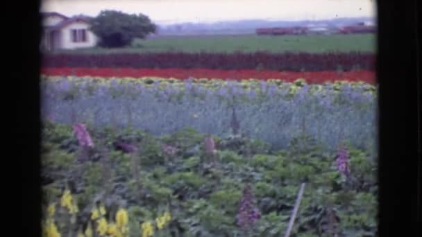 Plantation de fleurs avec roses et lavande — Video