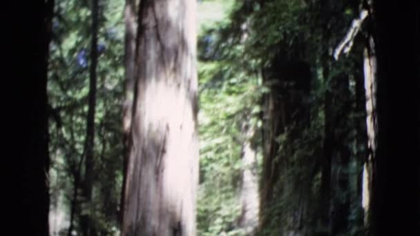 女人站在树附近 — 图库视频影像