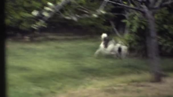 Chiens jouant sur l'herbe — Video