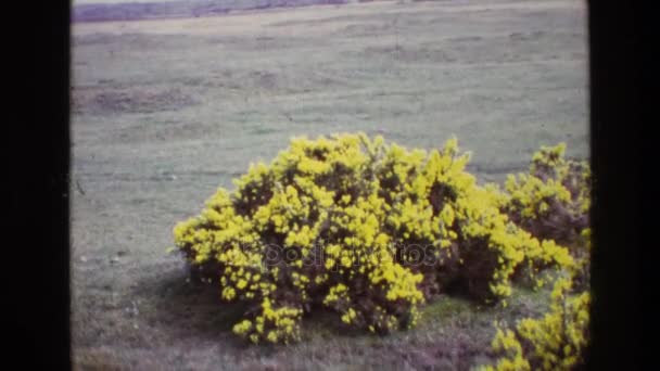 Flores crescendo no campo — Vídeo de Stock