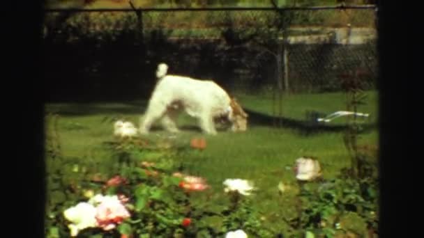 Perro jugando con aspersor de agua — Vídeo de stock