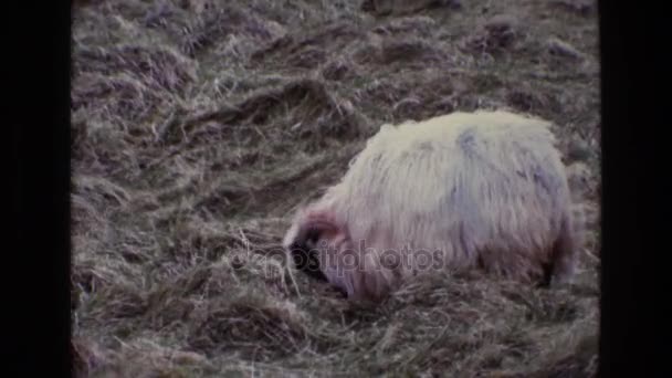 白羊の放牧 — ストック動画