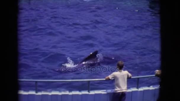 Beluga nuoto in piscina — Video Stock