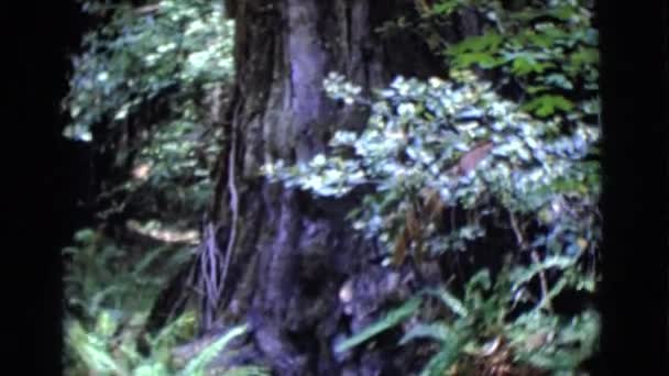 Frau steht neben Baum — Stockvideo