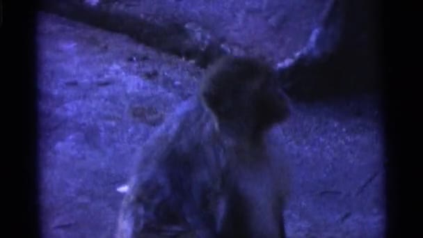Macacos andando no zoológico — Vídeo de Stock