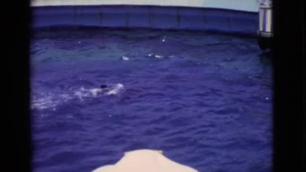 Delfines nadando en la piscina — Vídeos de Stock