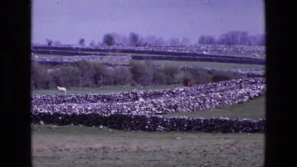 Green fields with stone fence — Stock Video