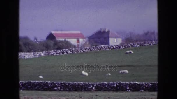 Moutons couchés sur l'herbe — Video