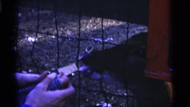Personer utfodra rådjur i zoo — Stockvideo