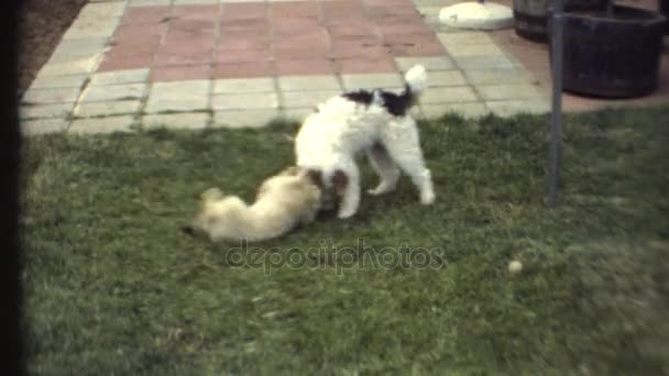 chiens jouant sur l'herbe 