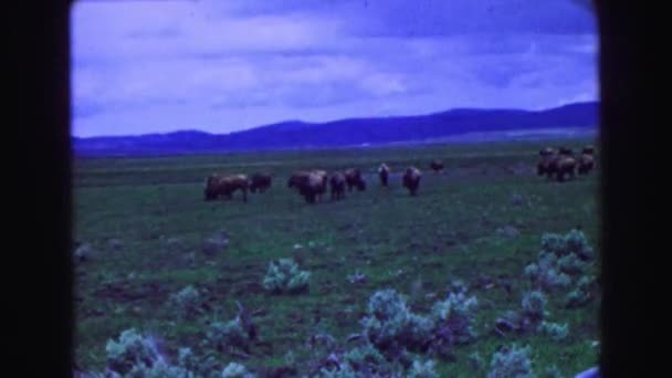 Grazing cattle on grassland — Stock Video