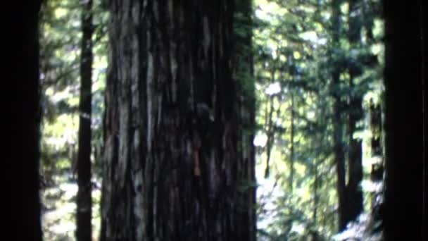 Armstrong redwoods reserveren — Stockvideo