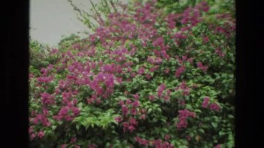 çiçek ağaçlarda yakın çekim 