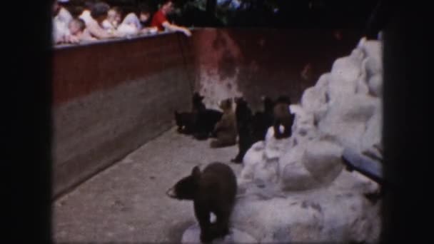 Pessoas alimentando filhotes de urso — Vídeo de Stock