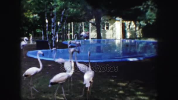 Flamingi, chodzenie w pobliżu basenu — Wideo stockowe