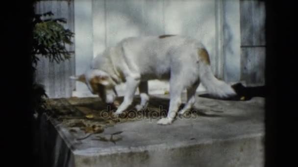 Perro comiendo cerca de puerta cerrada — Vídeo de stock