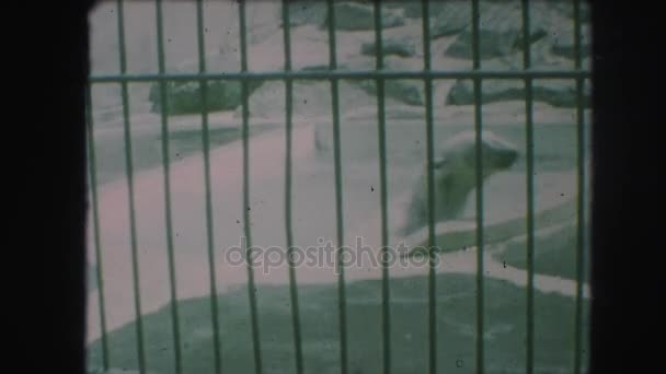 海豚游泳和跳跃在游泳池 — 图库视频影像
