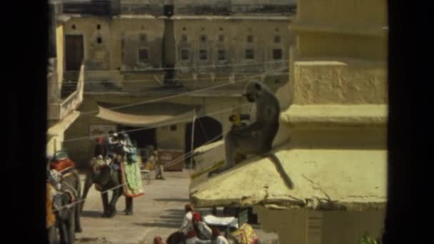 Aap op het dak in de buurt van Indiase tempel — Stockvideo