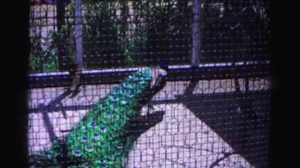 Female and male peacocks in cage — Stock Video