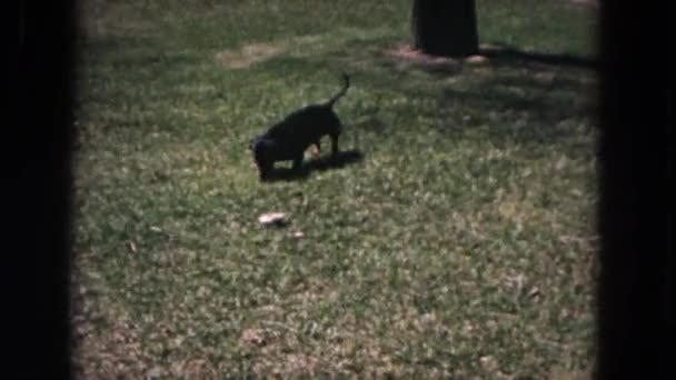 Perro salchicha paseando — Vídeos de Stock