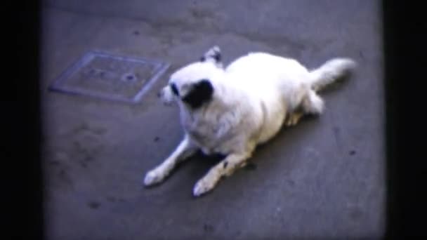 Милая собака машет хвостом — стоковое видео