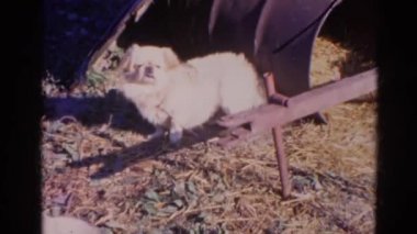 küçük beyaz bir köpek