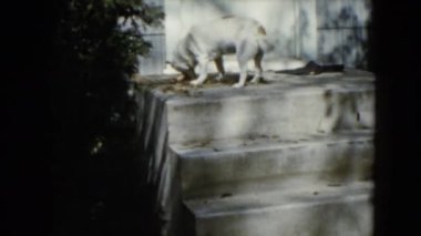 beyaz köpek verandada yeme