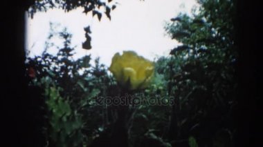 Şikago'daki kırsal çiftlik