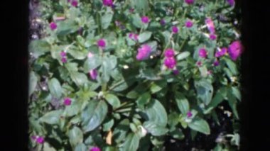 Bush parlak pembe çiçek