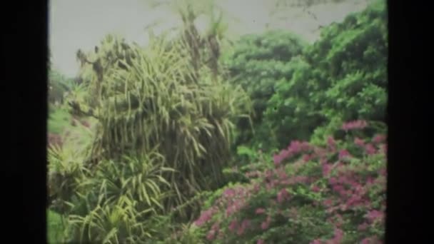 Prachtige bomen in de tuin — Stockvideo