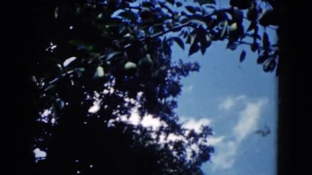 蓝蓝的天空，通过分支机构 — 图库视频影像